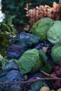 Purple and green cabbages